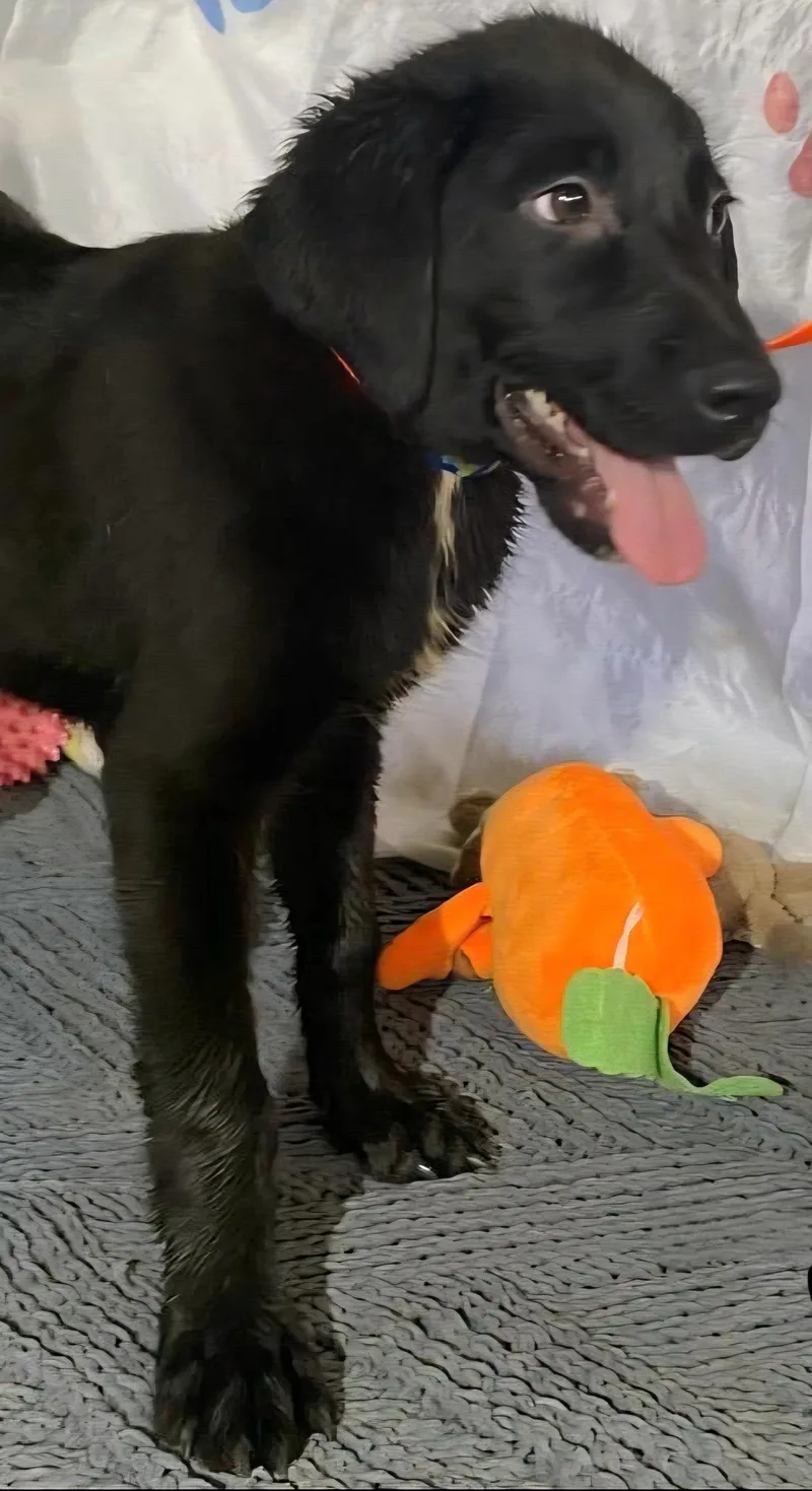 Oso Oreo "love Me. thumbnail 4