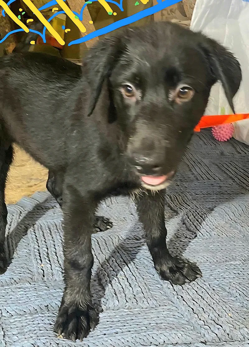 Oso Oreo "love Me. thumbnail 5