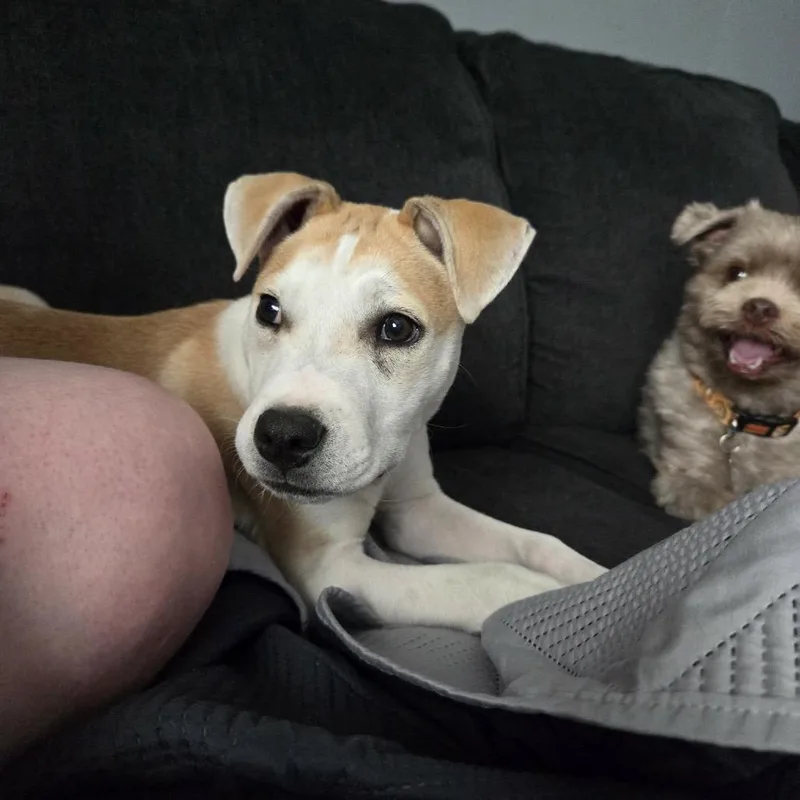 Peanut thumbnail 3