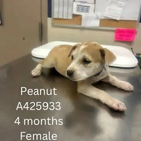 Peanut thumbnail 4