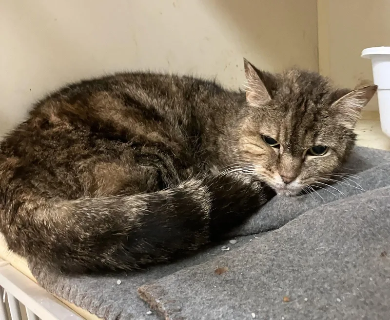 A senior medium-sized female Domestic Short Hair cat named Alicat for adoption in Dublin, OH