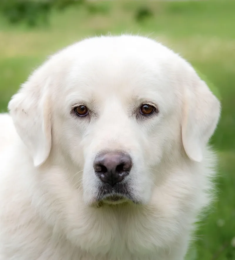 An adult large-sized female White / Cream Great Pyrenees dog named India for adoption in Nashville, TN
