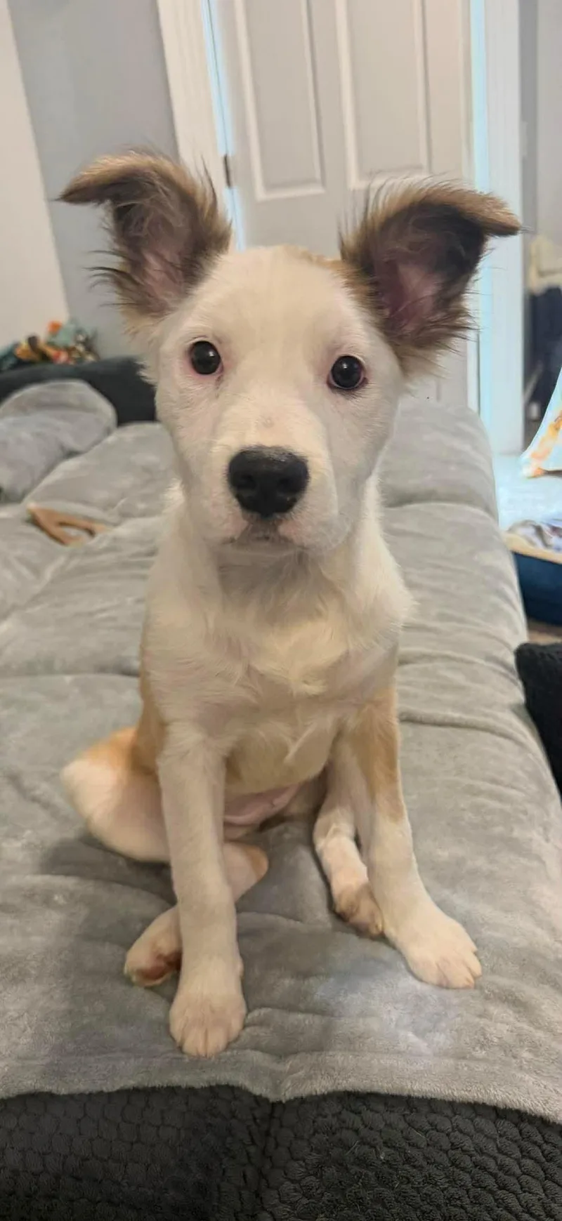 A young medium-sized female Border Collie dog named Evelyn for adoption in Springville, NY