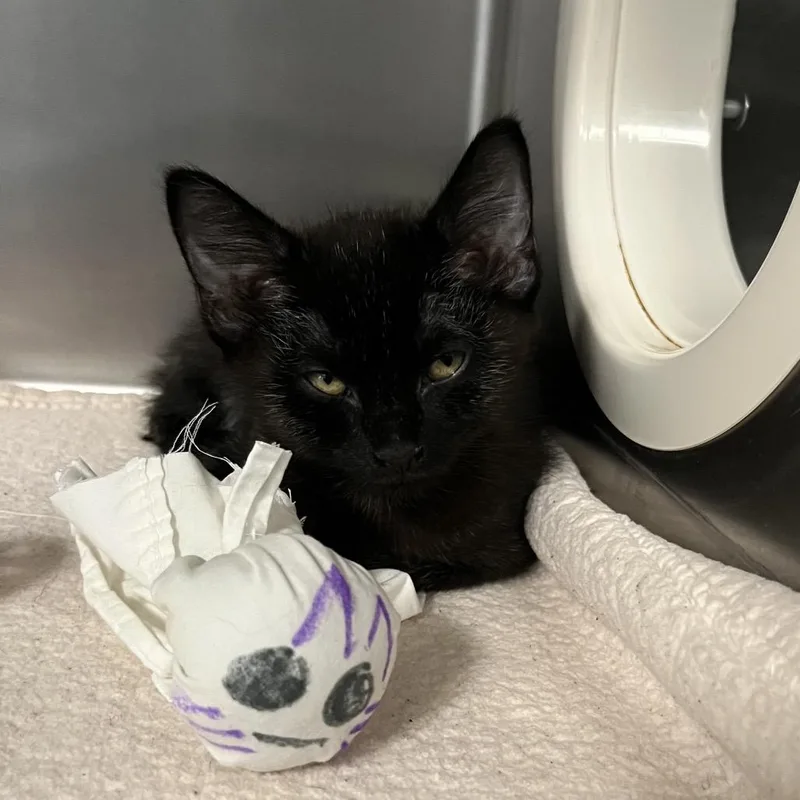 A baby small-sized male Black Domestic Short Hair cat named Teddy for adoption in West Palm Beach, FL