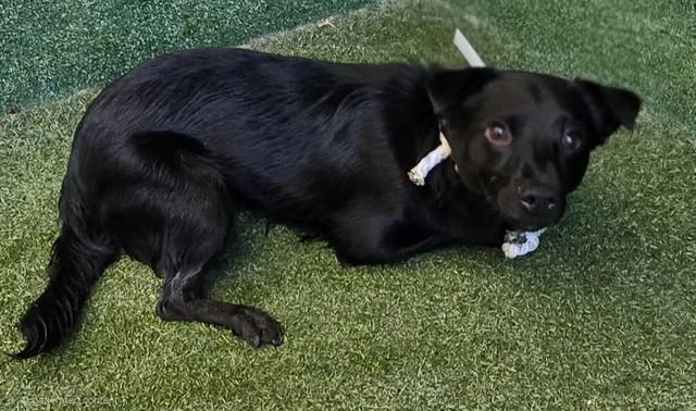 A young medium-sized male Chihuahua dog named Jax for adoption in Lancaster, CA