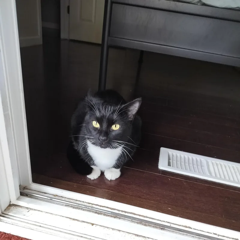 Sparkalonius Monk See Video! thumbnail 2