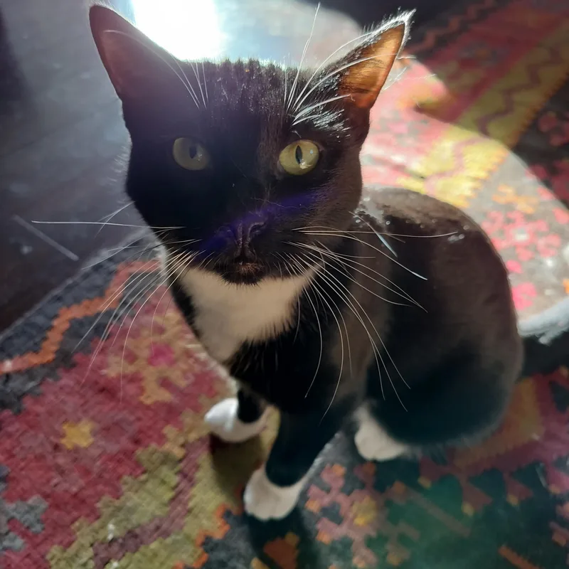 Sparkalonius Monk See Video! thumbnail 3