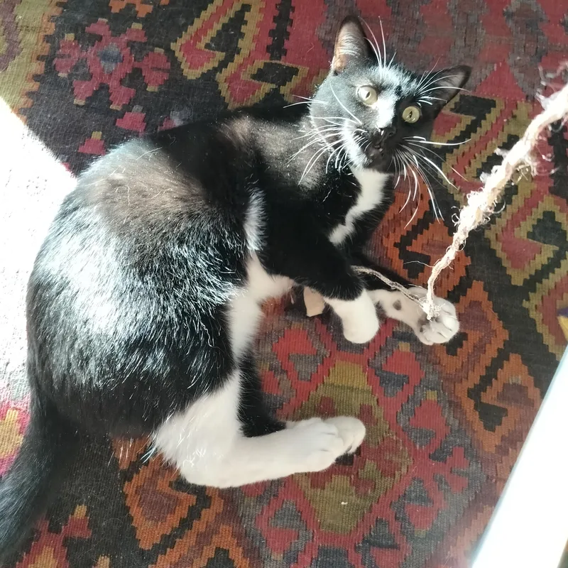 Sparkalonius Monk See Video! thumbnail 4