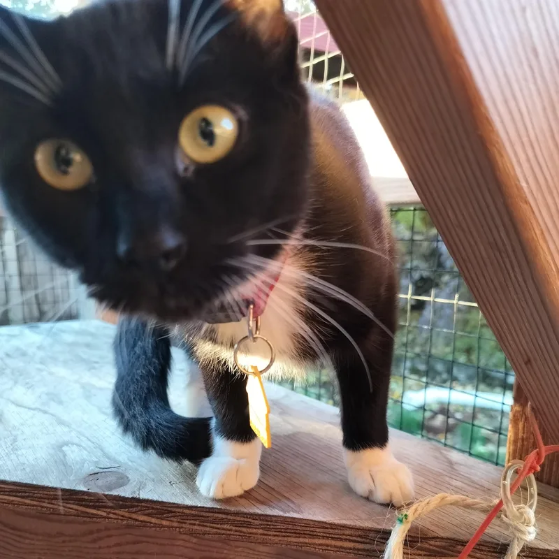 Sparkalonius Monk See Video! thumbnail 5