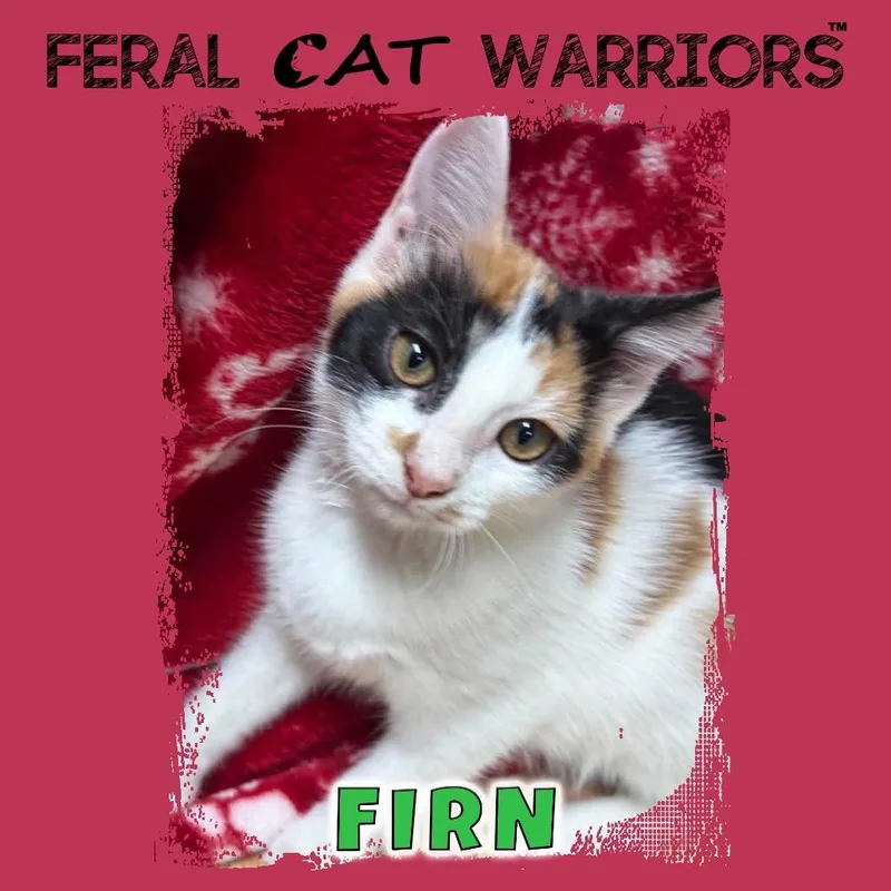 A baby small-sized female Calico Domestic Short Hair cat named Firn for adoption in Kingman, AZ