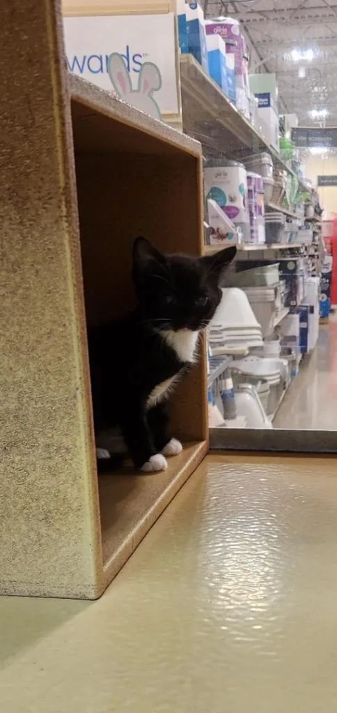A baby medium-sized female Domestic Short Hair cat named Otter for adoption in Tampa, FL