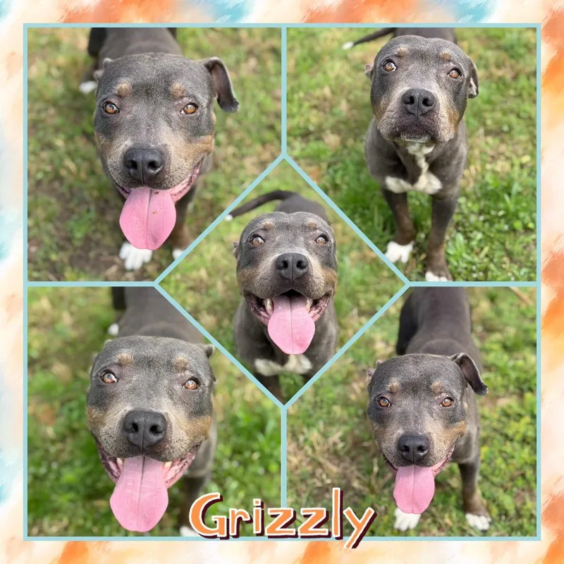Grizzly