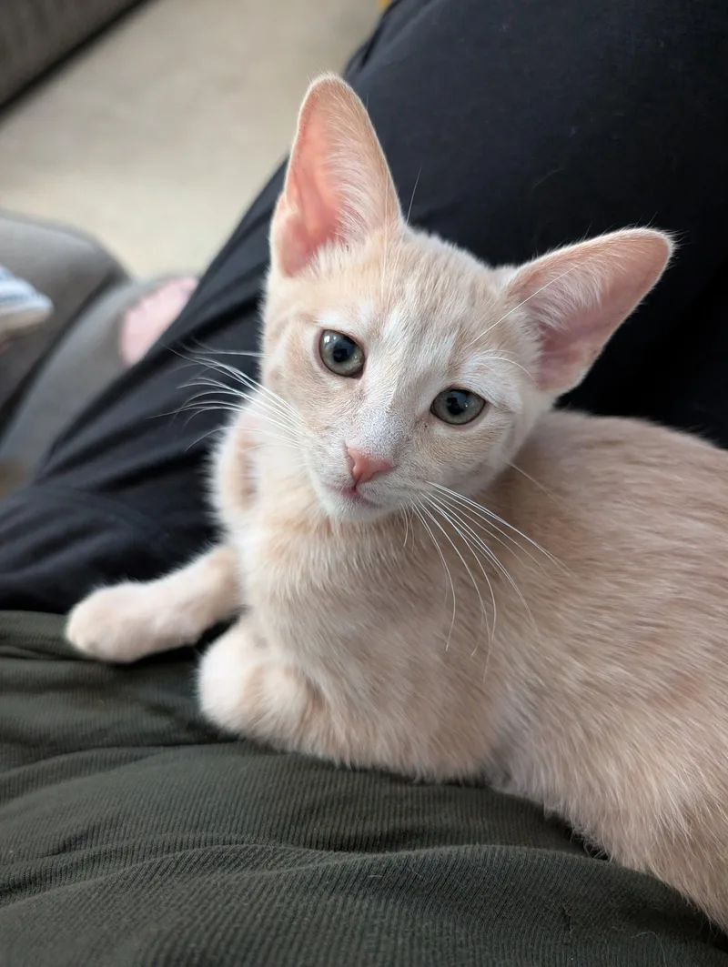 A baby medium-sized male Domestic Short Hair cat named Lion for adoption in Glendale, AZ