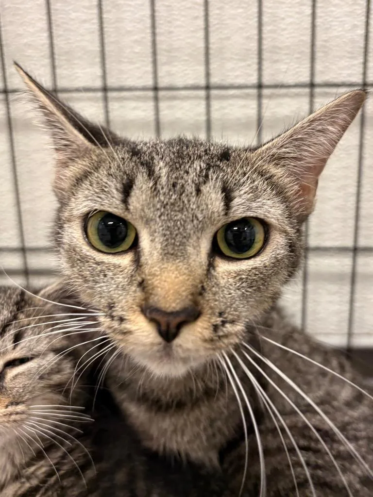 An adult medium-sized female Domestic Short Hair cat named June Bug for adoption in Fall River, MA