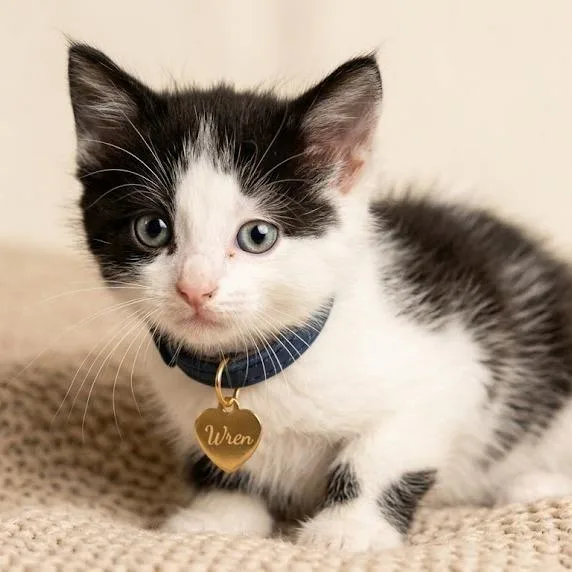 A baby small-sized female Black Domestic Medium Hair cat named Wren for adoption in Hannibal, MO