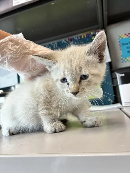 A baby medium-sized male Domestic Short Hair cat named Brioche for adoption in Salt Lake City, UT