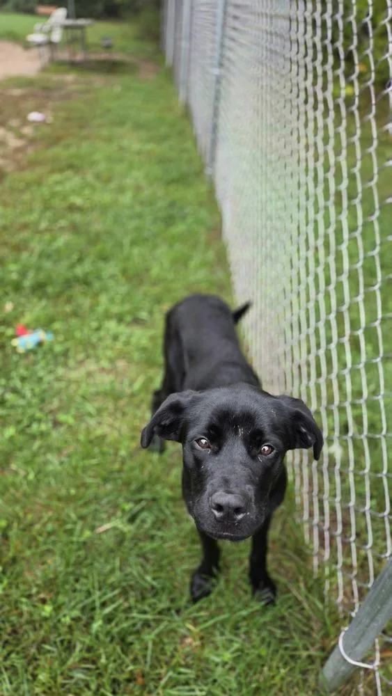 A young large-sized female German Shepherd Dog dog named Licorice for adoption in Kalamazoo, MI