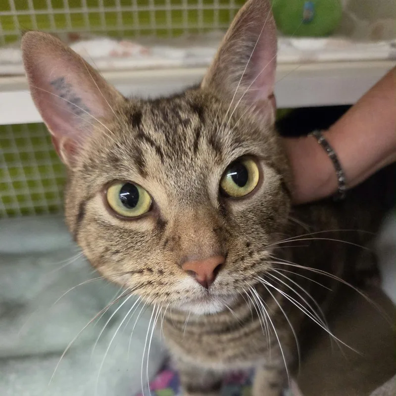 An adult small-sized male Brown / Chocolate Domestic Short Hair cat named Jolly Rancher for adoption in Middle Village, NY