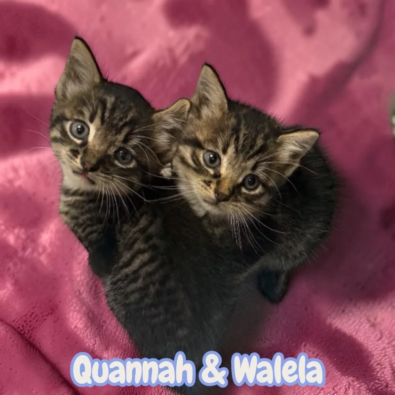 A baby medium-sized female Domestic Short Hair cat named Quannah for adoption in Sorrento, LA
