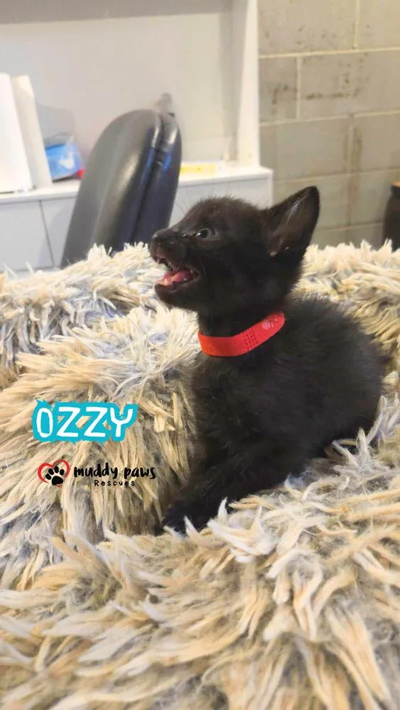 A baby small-sized male Black Domestic Short Hair cat named After Dark Litter: for adoption in Council Bluffs, IA
