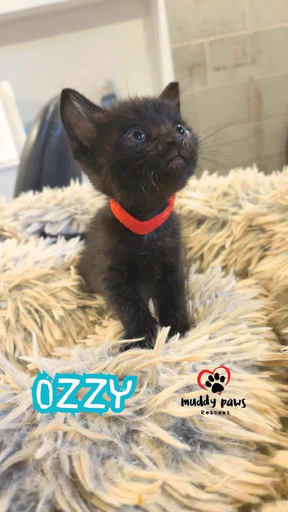 After Dark Litter:  thumbnail 3