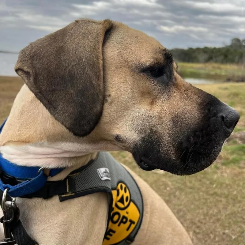 An adult large-sized male Mastiff dog named Cal for adoption in Sarasota, FL