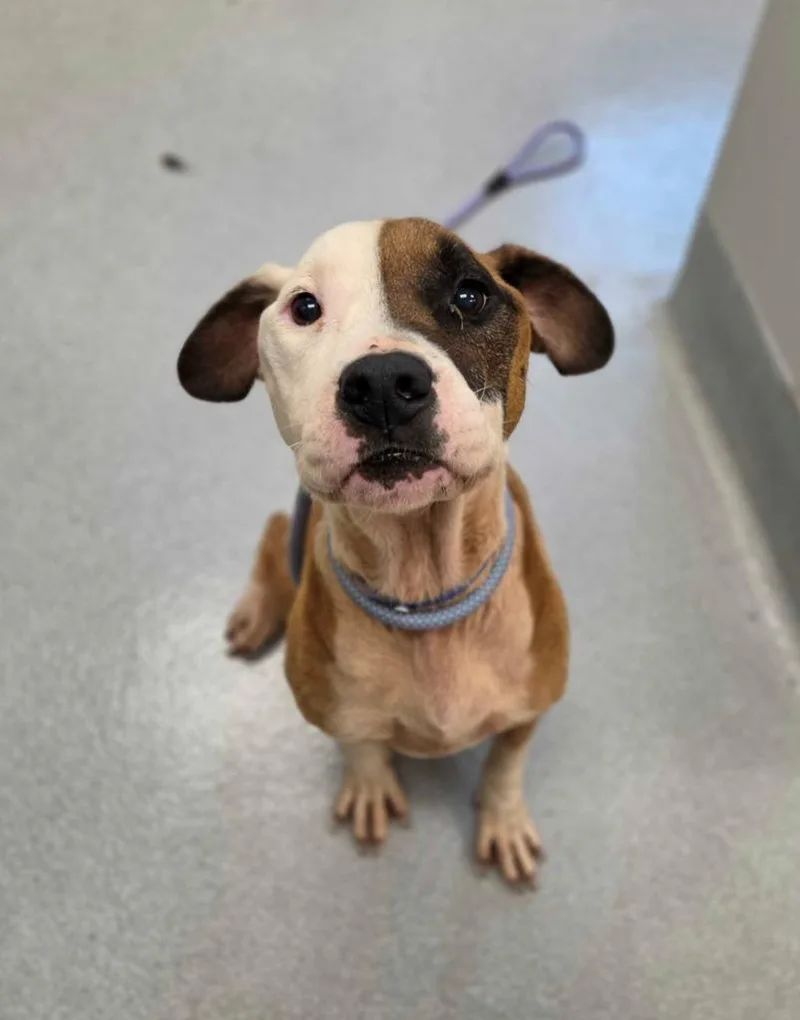 An adult medium-sized male Pit Bull Terrier dog named Zeus Allen for adoption in Chillicothe, OH