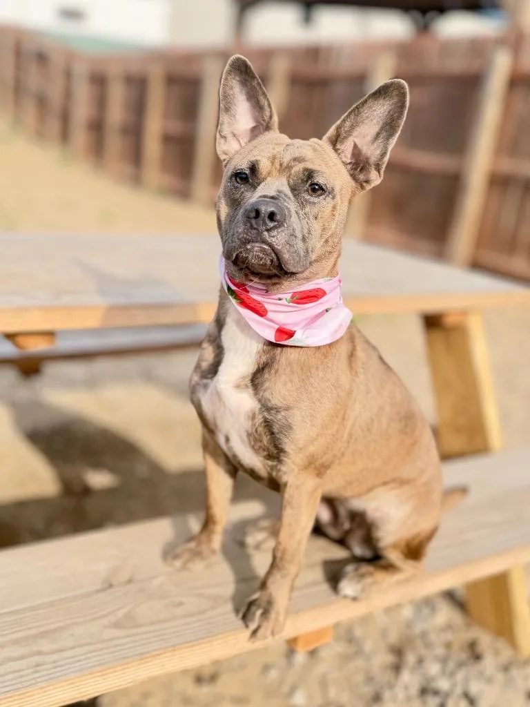 A young medium-sized female French Bulldog dog named Sissy for adoption in Muskegon, MI