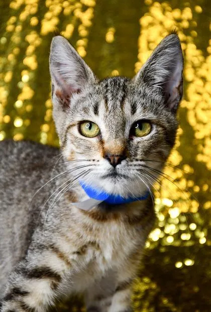 An adult medium-sized male Domestic Short Hair cat named Ham for adoption in Yakima, WA