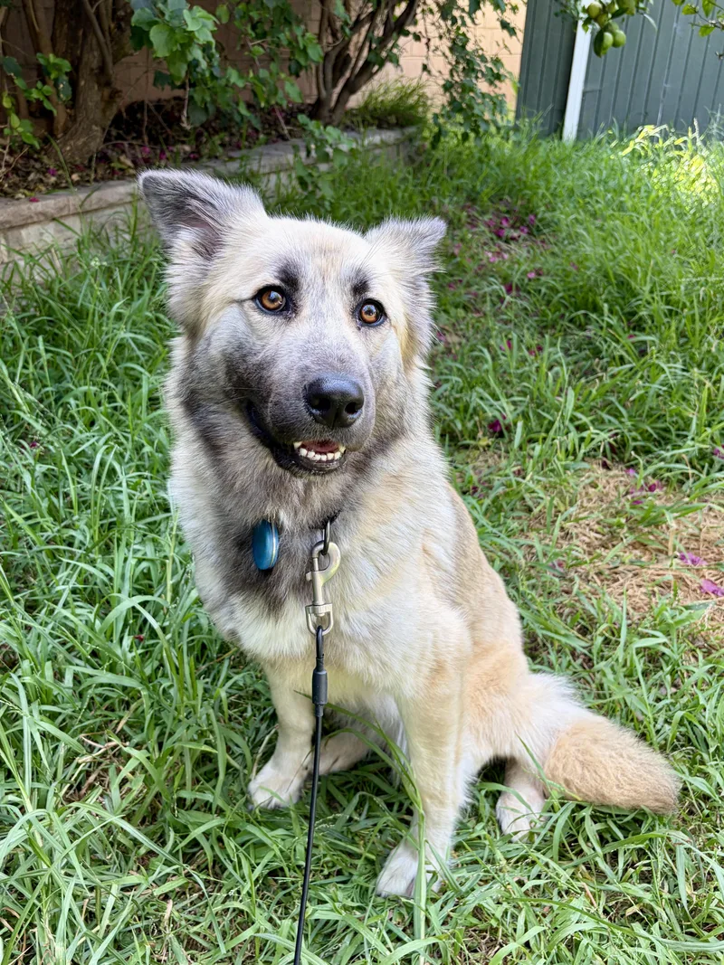 A young medium-sized female Yellow / Tan / Blond / Fawn German Shepherd Dog dog named Lalla for adoption in Los Angeles, CA