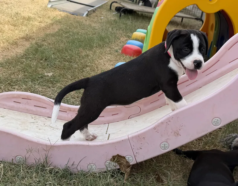A baby medium-sized female Pit Bull Terrier dog named Rhyme for adoption in Plano, TX