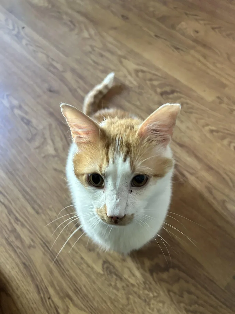 An adult medium-sized male Orange & White Domestic Short Hair cat named Custard for adoption in Herndon, VA