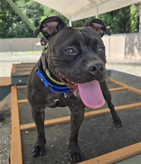 A young medium-sized female Pit Bull Terrier dog named Faye for adoption in Lincolnton, NC