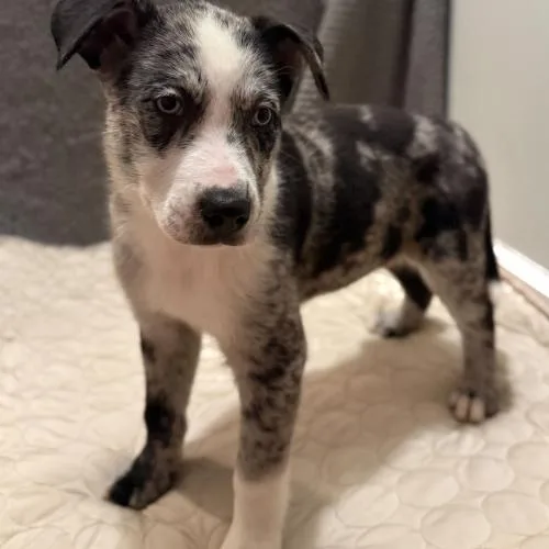 A baby small-sized female Merle (Blue) Mixed Breed dog named Moonlit Moss for adoption in Toms River, NJ