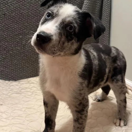 Moonlit Moss thumbnail 2