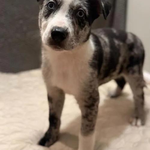 Moonlit Moss thumbnail 3