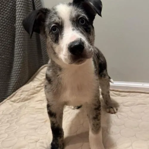 Moonlit Moss thumbnail 4