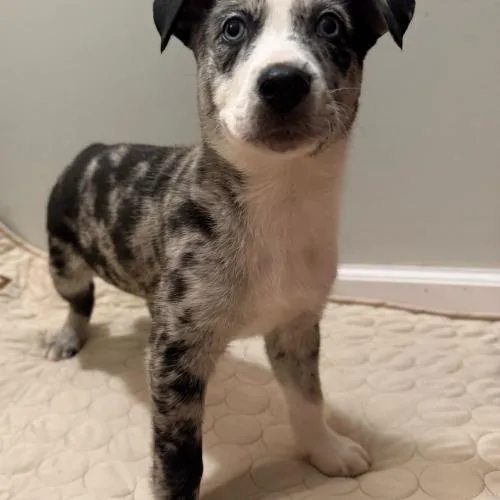 Moonlit Moss thumbnail 5