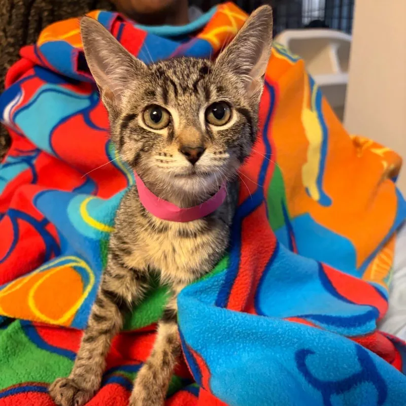 A baby small-sized female Brown / Chocolate Domestic Short Hair cat named Gamora for adoption in Waldorf, MD