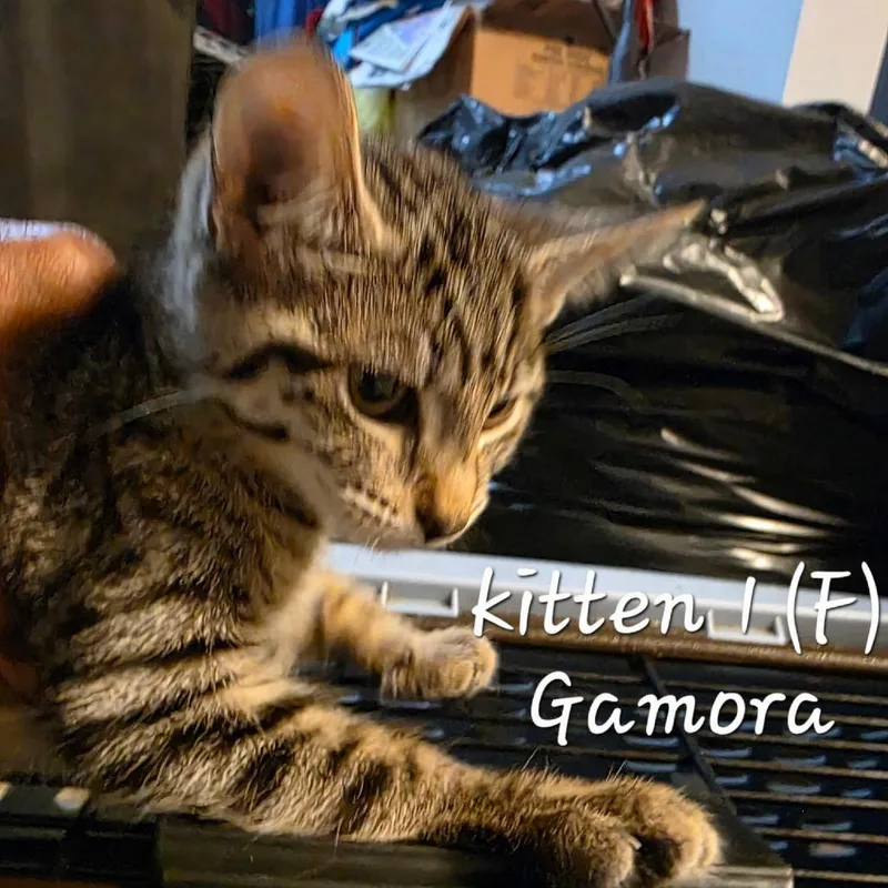 Gamora thumbnail 3