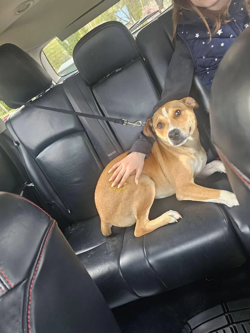A young medium-sized male Feist dog named Fenton for adoption in New London, WI