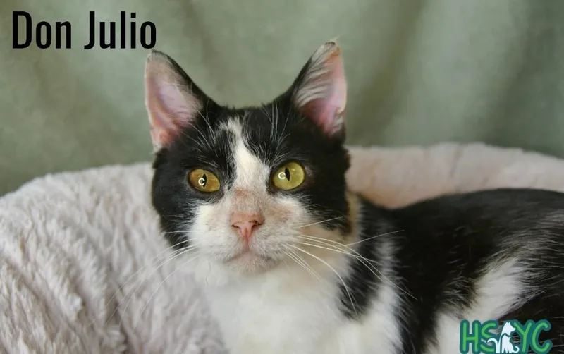 A young medium-sized male Domestic Short Hair cat named Don Julio for adoption in Fort Mill, SC
