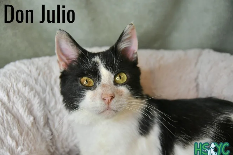 Don Julio thumbnail 2