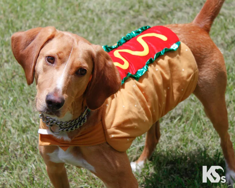 A young medium-sized male Apricot / Beige Beagle dog named Mouse for adoption in Ponte Vedra, FL