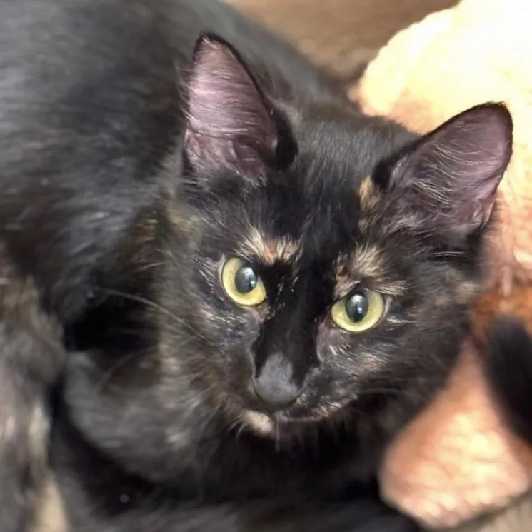 Penelope A thumbnail 3