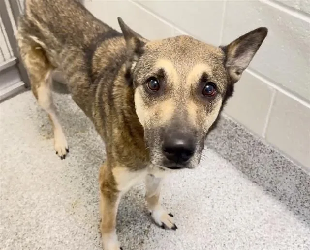 A young large-sized male German Shepherd Dog dog named Hank for adoption in Houston, TX