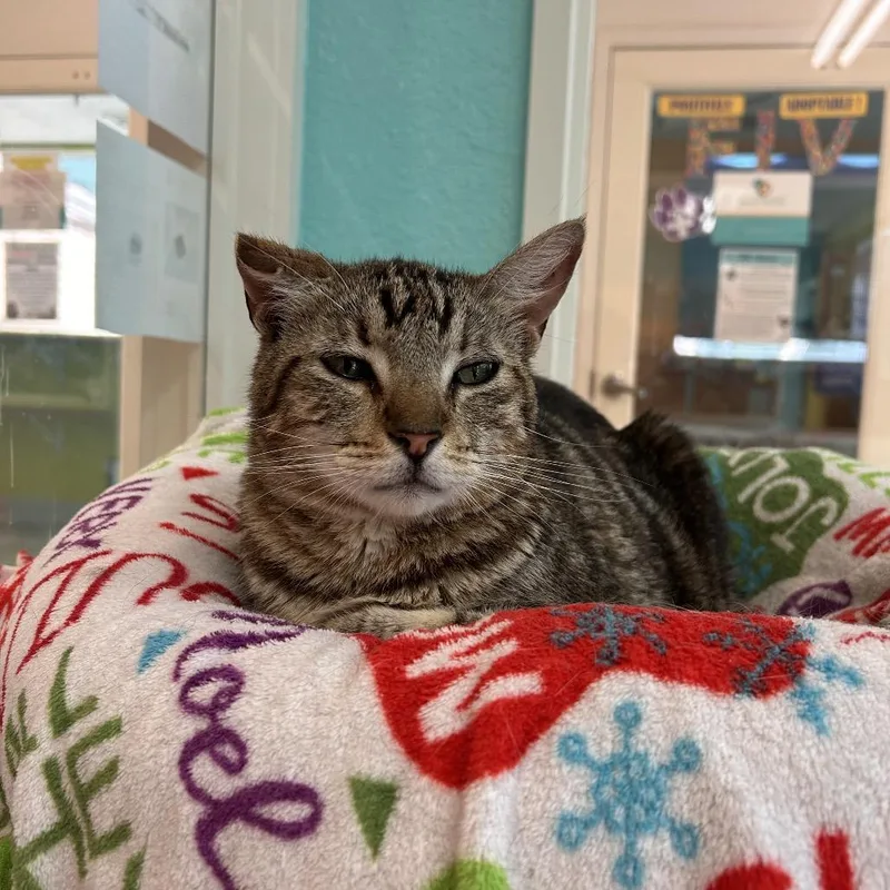 A senior large-sized male Brown / Chocolate Domestic Short Hair cat named Duncan for adoption in Fresno, CA