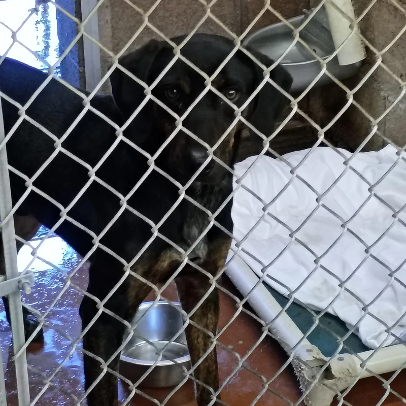 A young medium-sized male Black Mouth Cur dog named Scout for adoption in Buckhannon, WV