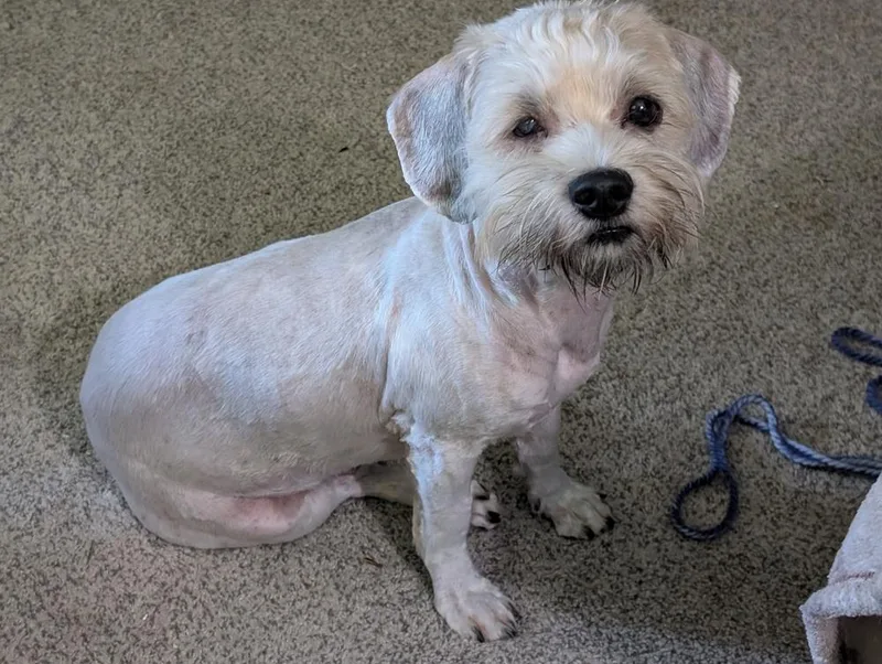 A young medium-sized male Mixed Breed dog named David Letterman for adoption in Lansing, MI