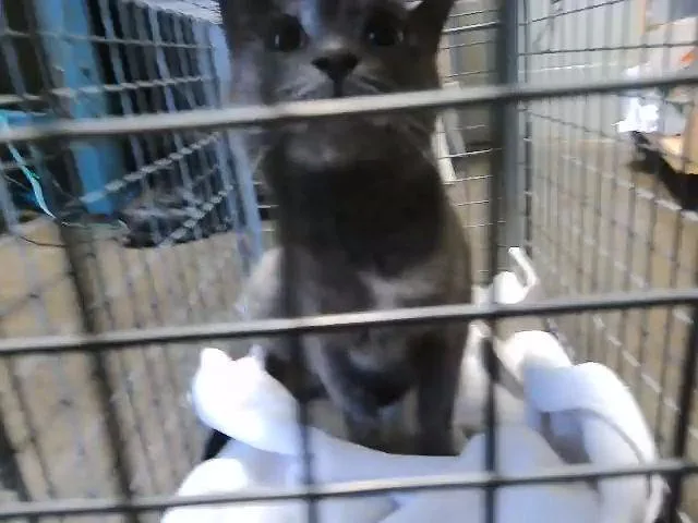 A young medium-sized female Domestic Short Hair cat named Lynn for adoption in Tulsa, OK
